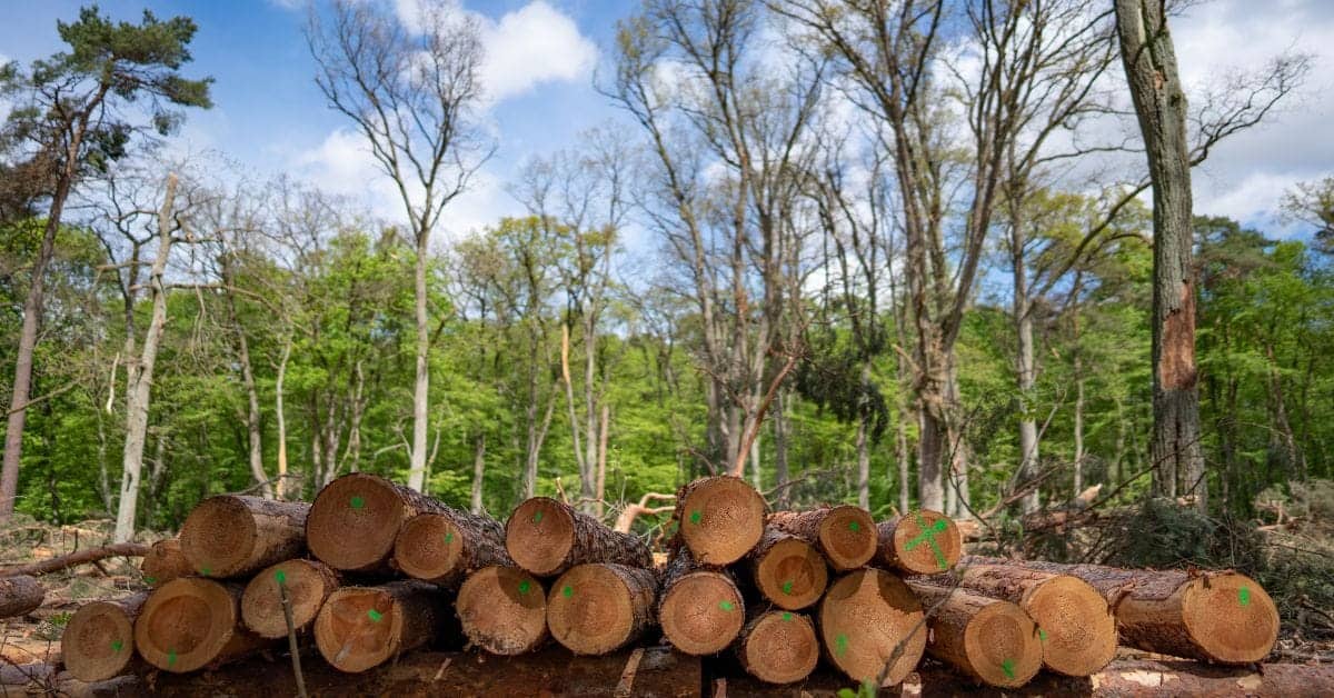 EU Deforestation Regulation Gordons LLP