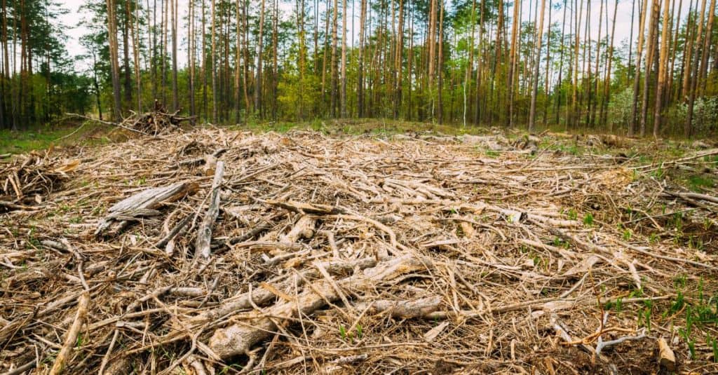 Regulation on Deforestation Free Products