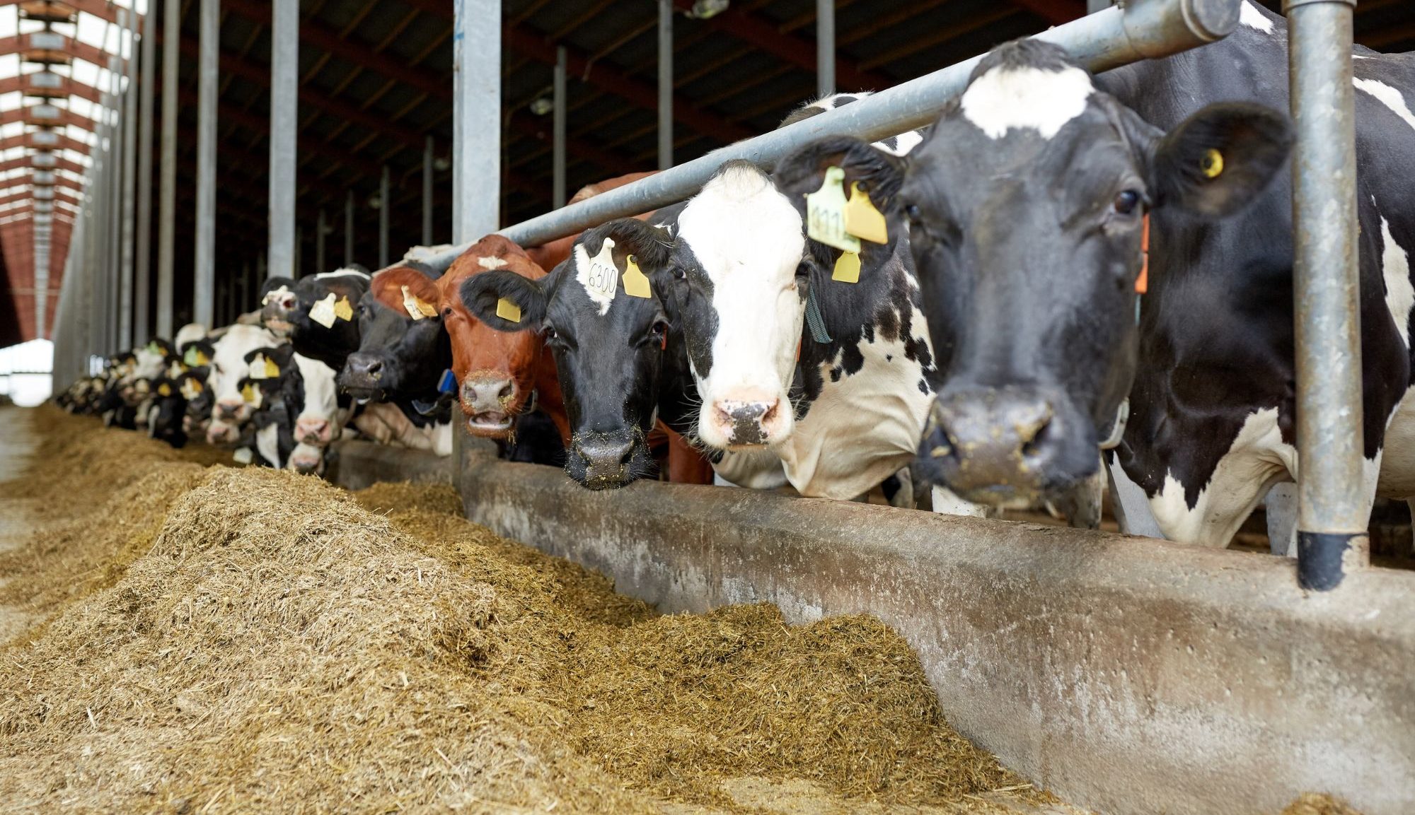 The Fair Dealing Obligations (Milk) Regulations 2024 | Food & Drink | Knowledge