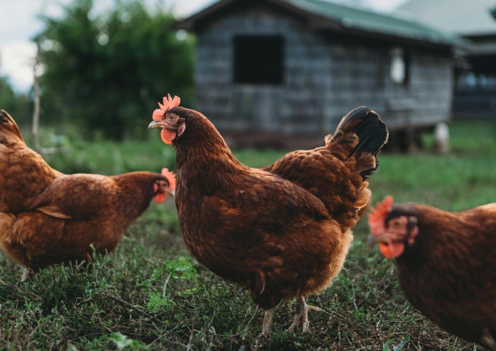 Introduction of the Organic Production (Amendment) Regulations 2025