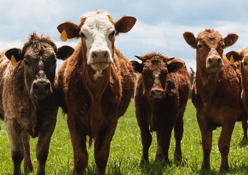 ASA ruling on Agriculture and Horticulture Development Board